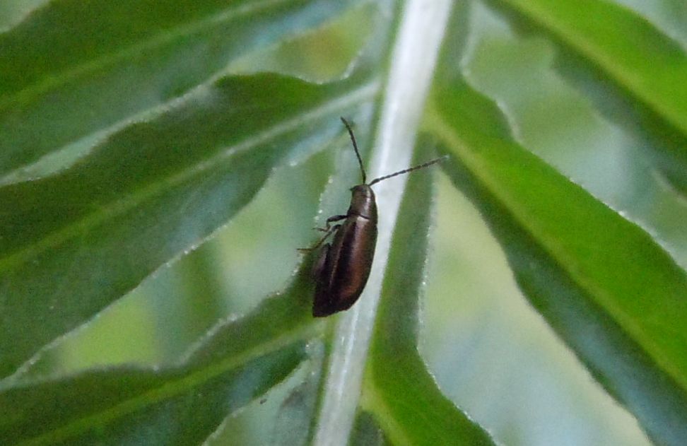 Chrysomelidae da identificare